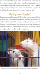 Rat Training slide 2 of 4