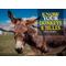 Show in main carousel: Know Your Donkeys & Mules slide 1 of 1