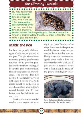 Show full view: Turtles & Tortoises slide 3 of 4