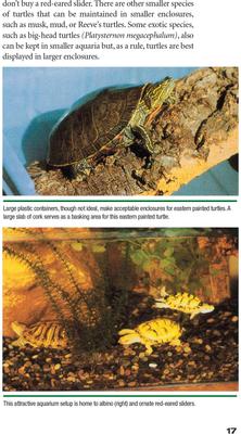 Show full view: Red-Eared Sliders slide 2 of 4