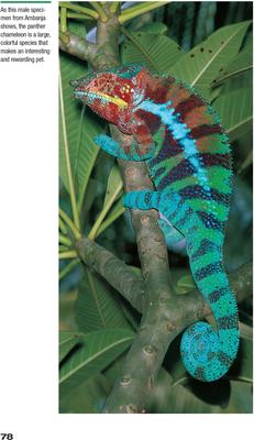 Show full view: Chameleons slide 4 of 5