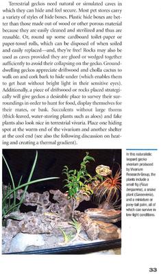 Show full view: Geckos slide 2 of 4