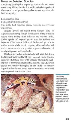 Show full view: Geckos slide 3 of 4