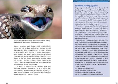 Show full view: Blue-Tongued Skinks slide 2 of 4