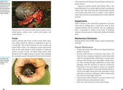 Land Hermit Crabs slide 2 of 4