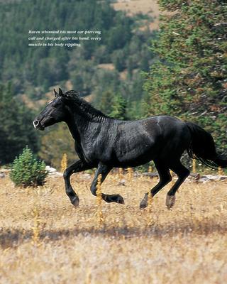 Show full view: Cloud - Wild Stallion of the Rockies slide 3 of 4