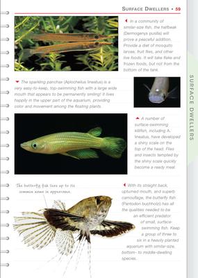 Show full view: Community Fish slide 4 of 5