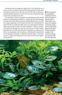 Show full view: Bettas and Gouramis slide 2 of 4