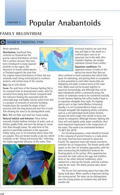 Show full view: Bettas and Gouramis slide 3 of 4