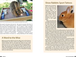 Rabbits slide 2 of 4