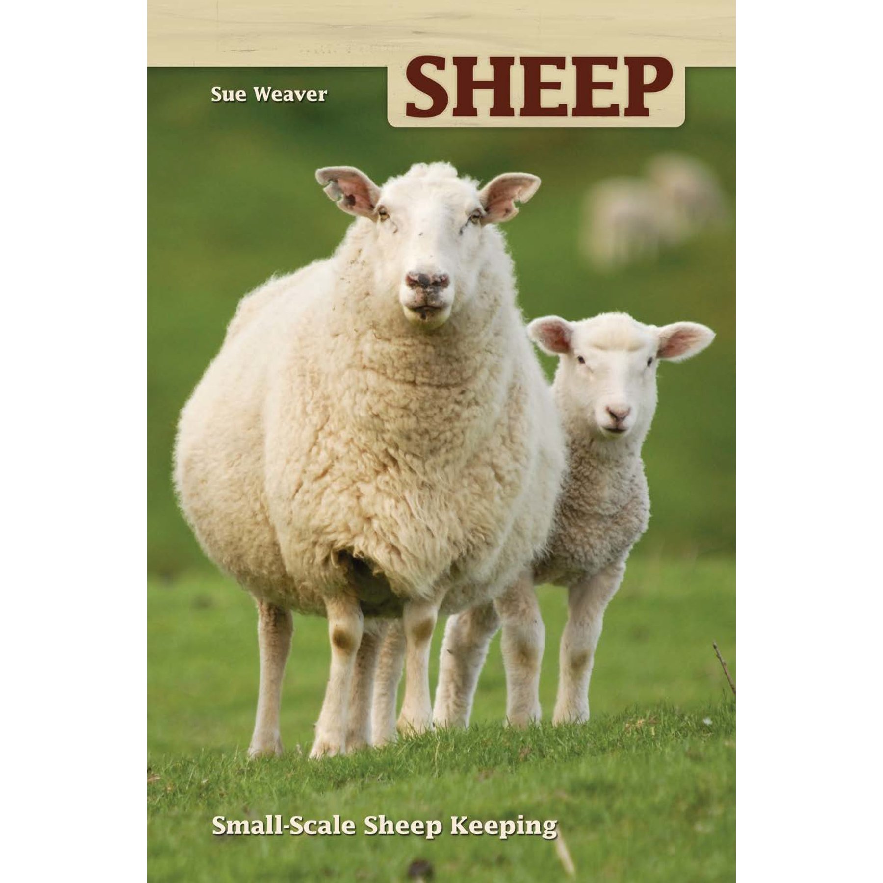 Sheep