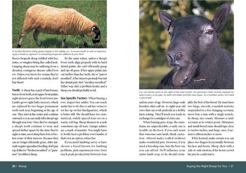 Show full view: Sheep slide 3 of 4