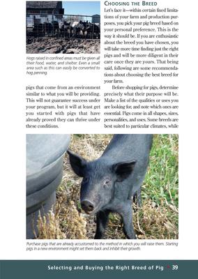 Show full view: Pigs slide 2 of 4