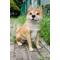 Show in main carousel: Hi-Line Gift Shiba Inu Sitting Statue, 15.83-in slide 1 of 7