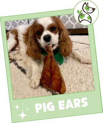 Show full view: Nature Gnaws Pig Ears Natural Dog Chew Treats, 15 count slide 8 of 9