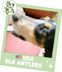 Nature Gnaws 5 to 8-in USA Elk Antler Natural Dog Chew Treats, 3 count slide 2 of 7