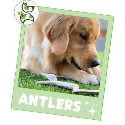 Show full view: Nature Gnaws Antler Dog Chew Treats, 8-oz bag slide 7 of 9