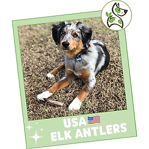 Nature Gnaws 5 to 8-in USA Elk Antler Natural Dog Chew Treats, 3 count