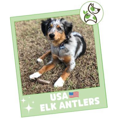 Show full view: Nature Gnaws 5 to 8-in USA Elk Antler Natural Dog Chew Treats, 3 count slide 8 of 9