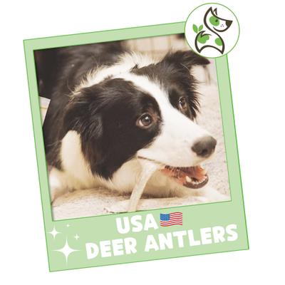 Show full view: Nature Gnaws 4 to 7-in Deer Antlers Natural Dog Chew Treats, 3 count slide 8 of 9