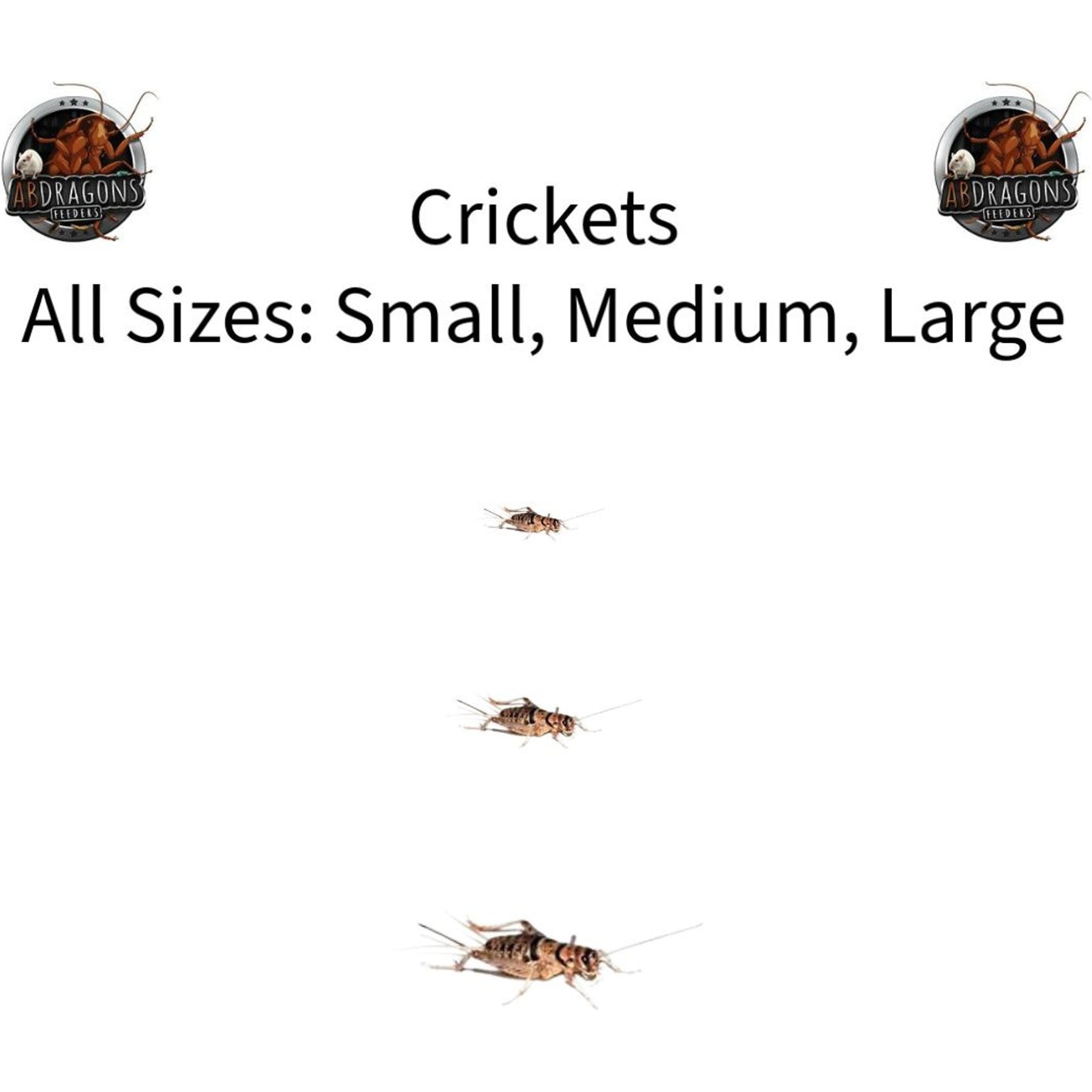 ABDragons Live Crickets Reptile Food, Large, 500 count