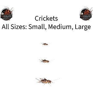 ABDragons Live Hornworms Reptile, Bird, Fish & Small Pet Food