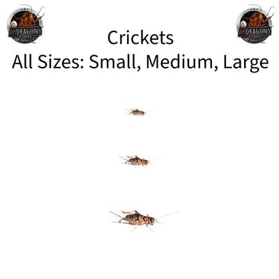 Show full view: ABDragons Live Crickets Reptile Food, Large, 100 count slide 1 of 6