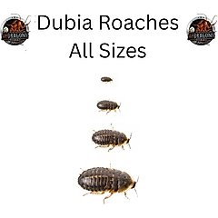 ABDragons Live Dubia Roaches Reptile, Bird, Fish & Small Pet Food, Medium, 25 count