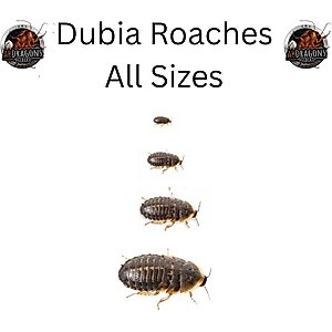 ABDragons Live Dubia Roaches Reptile, Bird, Fish & Small Pet Food, Medium, 100 count