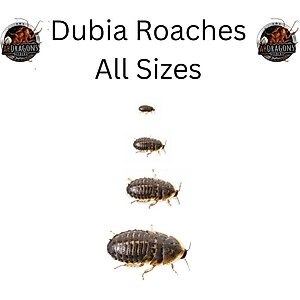 ABDragons Live Hornworms Reptile, Bird, Fish & Small Pet Food