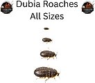ABDragons Live Dubia Roaches Reptile, Bird, Fish & Small Pet Food, Medium, 100 count