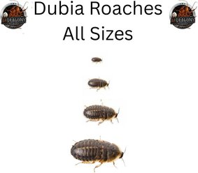ABDragons Live Dubia Roaches Reptile, Bird, Fish & Small Pet Food, Medium, 100 count