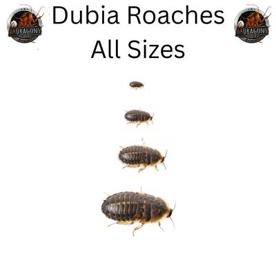 Show full view: ABDragons Live Dubia Roaches Reptile, Bird, Fish & Small Pet Food, Large, 300 count slide 1 of 6