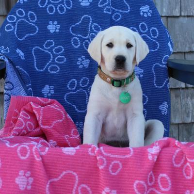 Show full view: Delilah Home Drytek High Performance Beach Towel, Navy, 72 x 72-in slide 4 of 4