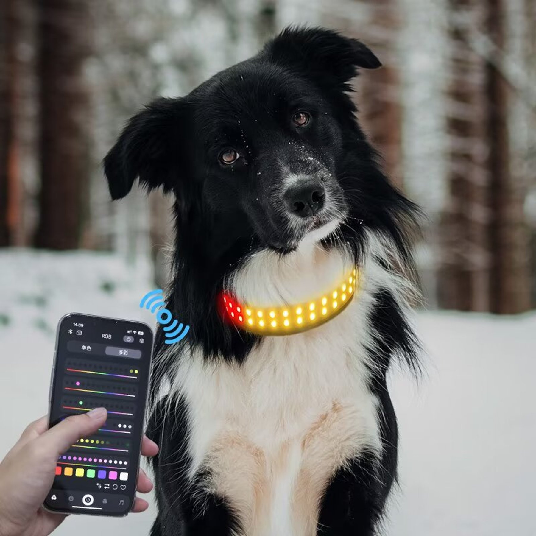 MEGAPAWS LED Dog Collar, Black, Large: 20 to 24-in neck, 1.75-in wide