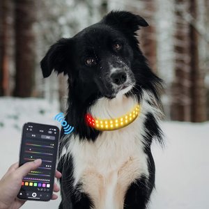 MEGAPAWS LED Dog Collar, Black, Large: 20 to 24-in neck, 1.75-in wide