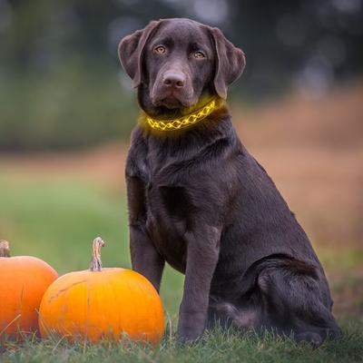 Show full view: MEGAPAWS Light Up Nylon Dog Collar, Orange, Large: 17 to 27-in neck, 0.79-in wide slide 8 of 11