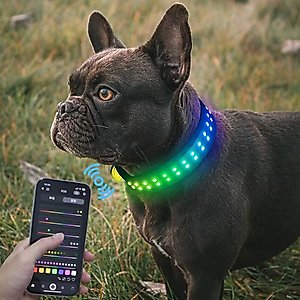 MEGAPAWS LED Dog Collar, Black, Small: 12 to 16-in neck, 1.75-in wide