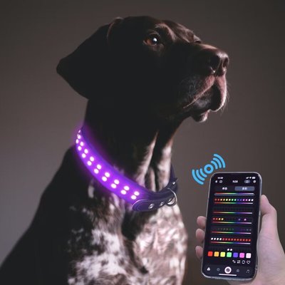 MEGAPAWS MEGAPAWS LED Dog Collar, Black, Extra Large: 24 to 28-in neck, 1.75-in wide