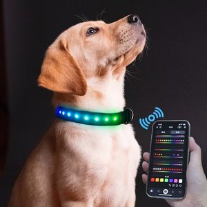 MEGAPAWS LED Dog Collar, Black, Medium: 16 to 20-in neck, 1.75-in wide