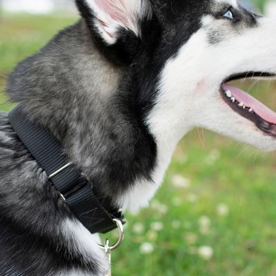 Show full view: Country Brook Design Heavyduty Nylon Martingale Dog Collar, Black, Large: 18 to 26-in neck, 1-in wide slide 3 of 10