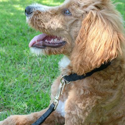 Show full view: Country Brook Design Heavyduty Nylon Martingale Dog Collar, Black, X-Large: 23 to 31-in neck, 1-in wide slide 2 of 10