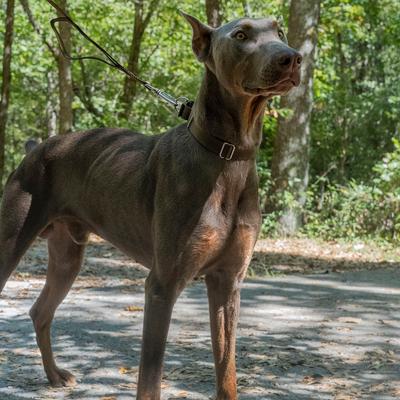 Show full view: Country Brook Design Heavyduty Nylon Martingale Dog Collar, Brown, X-Small: 9 to 12-in neck, 5/8-in wide slide 4 of 11