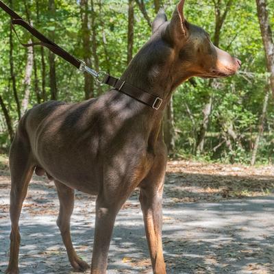 Show full view: Country Brook Design Heavyduty Nylon Martingale Dog Collar, Brown, Small: 11 to 15-in neck, 3/4-in wide slide 2 of 10