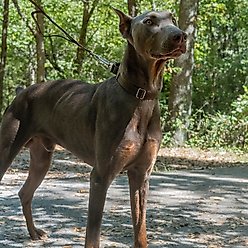 Country Brook Design Heavyduty Nylon Martingale Dog Collar, Brown, Medium: 15 to 21-in neck, 1-in wide slide 2 of 9