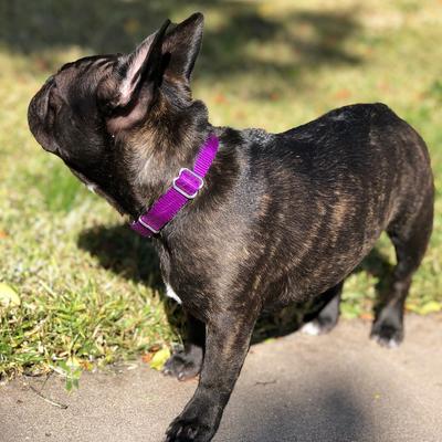 Show full view: Country Brook Design Heavyduty Nylon Martingale Dog Collar, Purple, Small: 11 to 15-in neck, 3/4-in wide slide 3 of 11