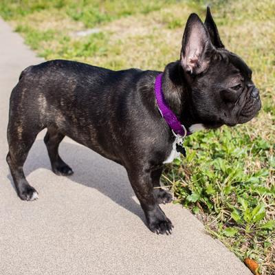Show full view: Country Brook Design Heavyduty Nylon Martingale Dog Collar, Purple, Medium: 15 to 21-in neck, 1-in wide slide 3 of 10