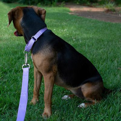Show full view: Country Brook Design Heavyduty Nylon Martingale Dog Collar, Lavender, Mini: 7 to 10-in neck, 3/8-in wide slide 3 of 10
