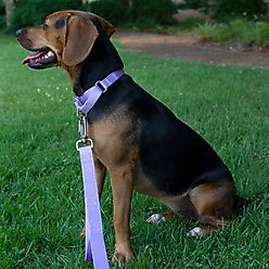 Country Brook Design Heavyduty Nylon Martingale Dog Collar, Lavender, X-Small: 9 to 12-in neck, 5/8-in wide slide 2 of 9