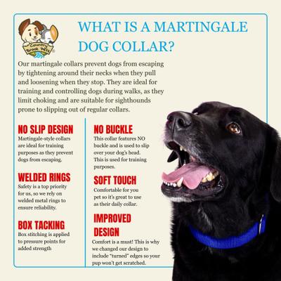 Show full view: Country Brook Design Heavyduty Nylon Martingale Dog Collar, Royal Blue, Medium: 15 to 21-in neck, 1-in wide slide 8 of 10